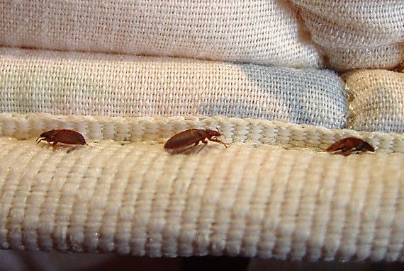 Bed bug