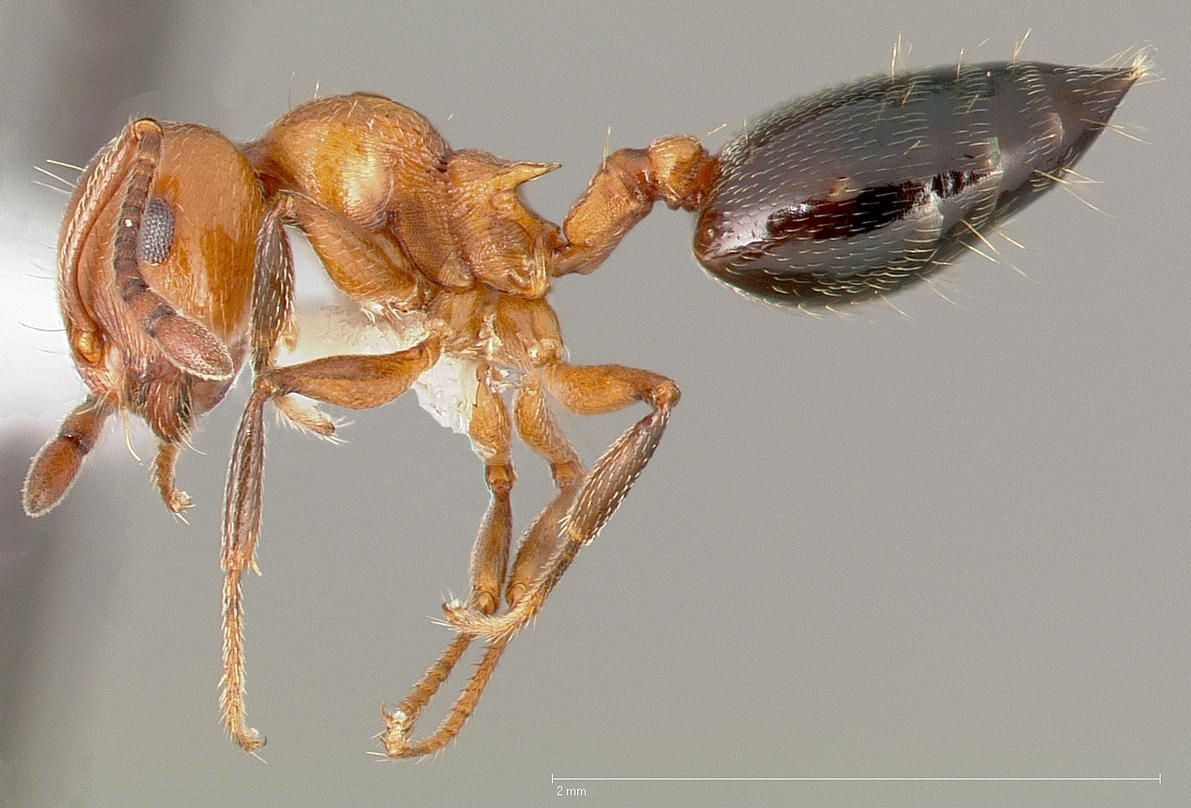 Side view of an acrobat ant worker (Crematogaster), showing the heart-shaped abdomen that it raises over its body