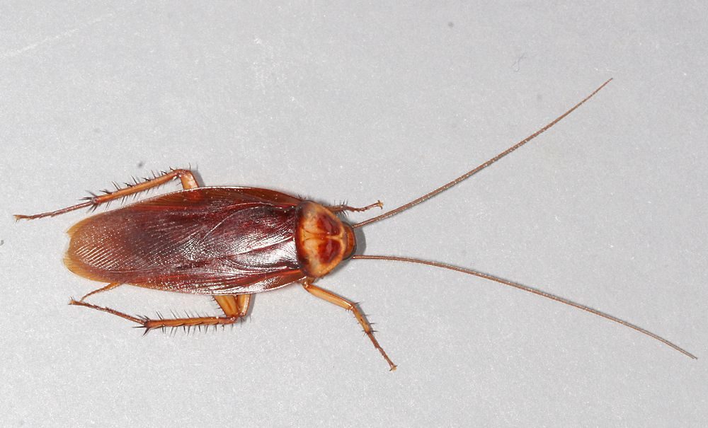 Close-up identification photo of a palmetto bug (American Cockroach, Periplaneta americana), a common pest in South Florida homes and yards