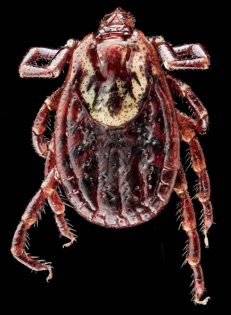 Close-up identification photo of a American Dog Tick (Dermacentor variabilis), a common pest in South Florida homes and yards