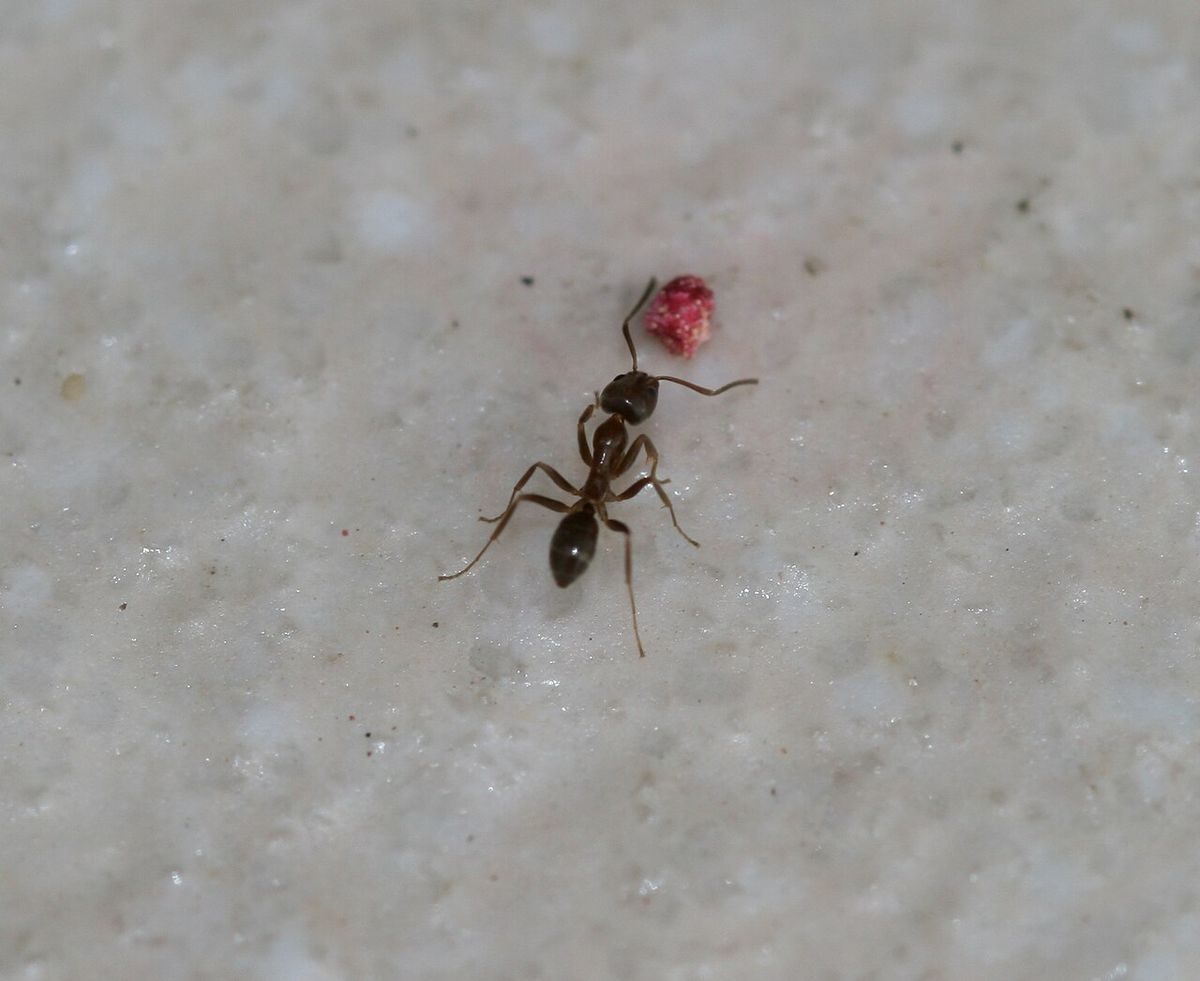 Close-up identification photo of a Argentine Ant (Linepithema humile), a common pest in South Florida homes and yards