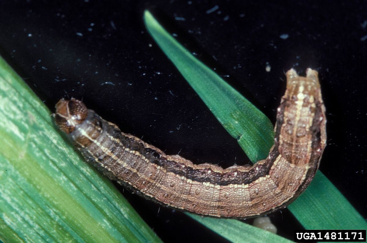 Close-up identification photo of a Fall Armyworm (Spodoptera frugiperda), a common pest in South Florida homes and yards