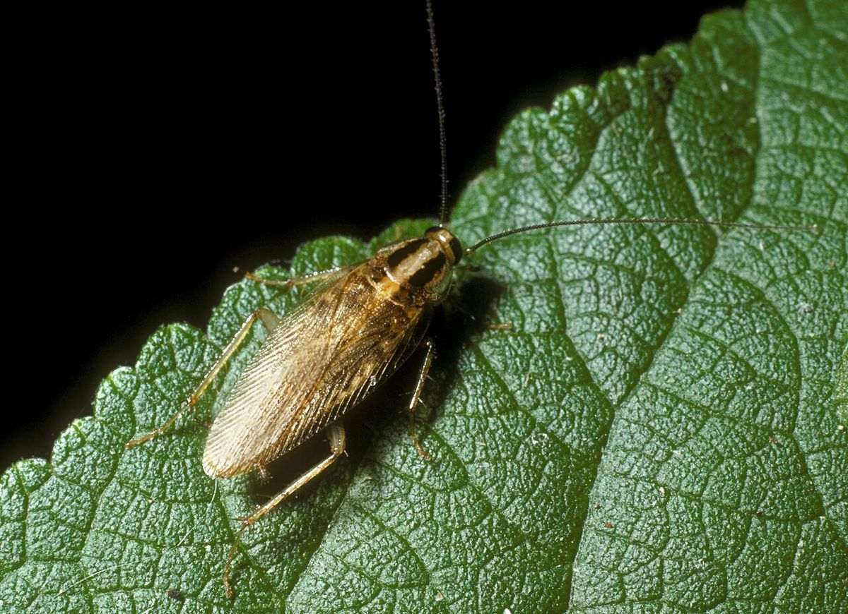 Close-up identification photo of a Asian Cockroach (Blattella asahinai), a common pest in South Florida homes and yards