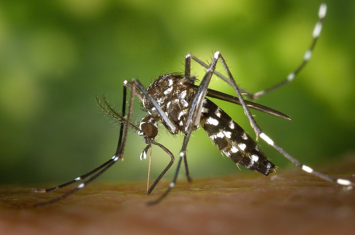 Close-up identification photo of a Asian Tiger Mosquito (Aedes albopictus), a common pest in South Florida homes and yards