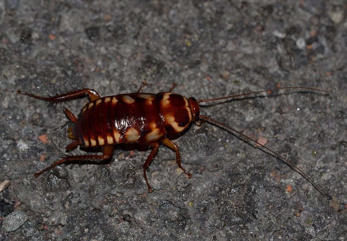 Close-up identification photo of a Australian Cockroach (Periplaneta australasiae), a common pest in South Florida homes and yards