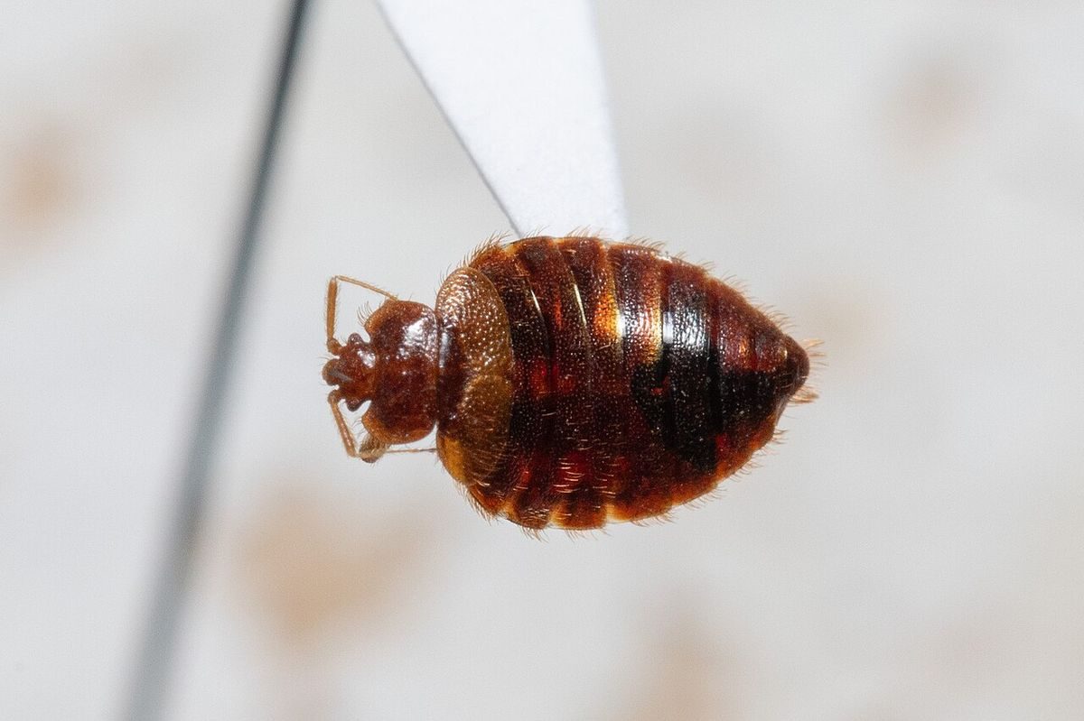 Bat bug (Cimex adjunctus), a flat reddish-brown oval insect closely resembling a bed bug, under magnification
