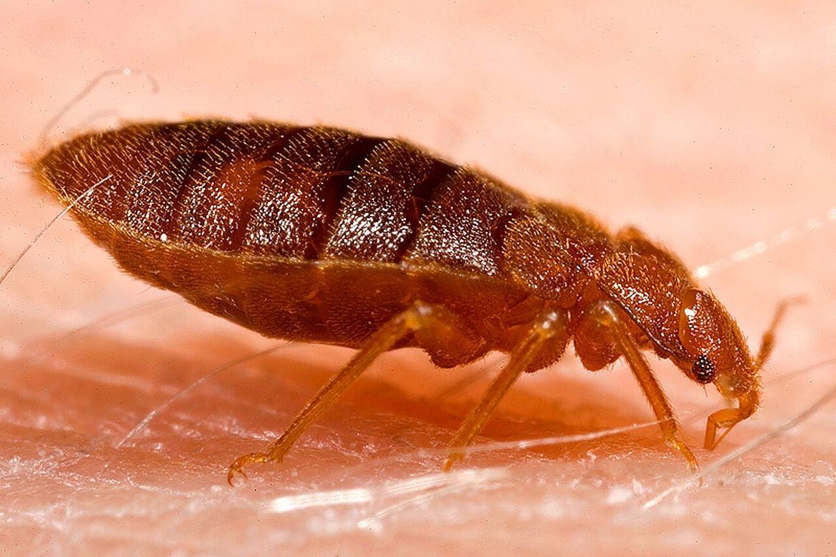 Close-up identification photo of a bed bug (Cimex lectularius), a common pest in South Florida homes and yards