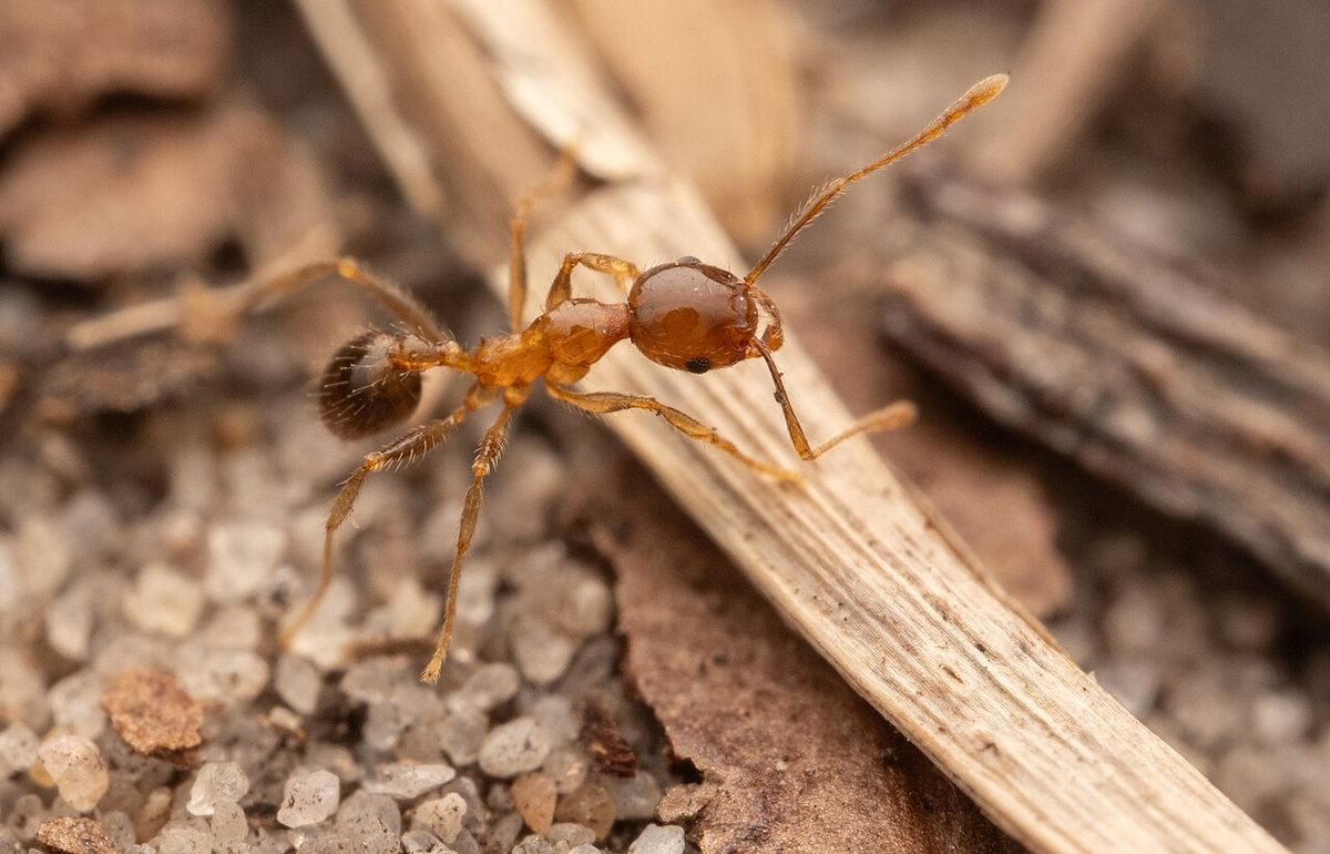 Close-up identification photo of a big-headed ant (Pheidole megacephala), a common pest in South Florida homes and yards