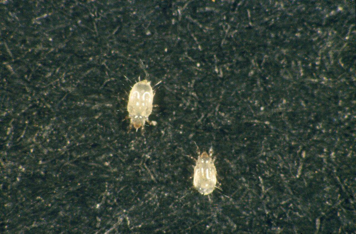 Two tiny pale booklice (Liposcelis) under magnification on a dark surface