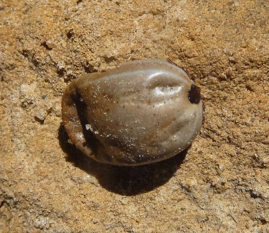 Close-up identification photo of a Brown Dog Tick (Rhipicephalus sanguineus), a common pest in South Florida homes and yards