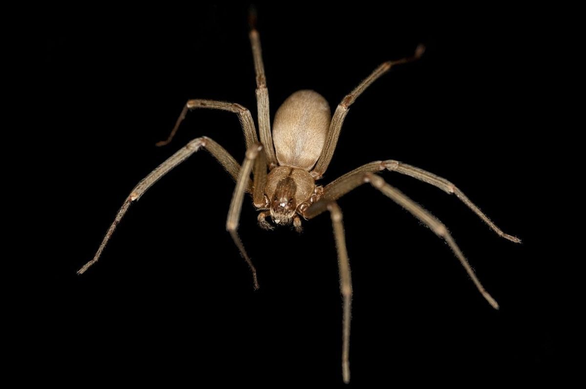 Close-up identification photo of a Brown Recluse (Loxosceles reclusa), a common pest in South Florida homes and yards
