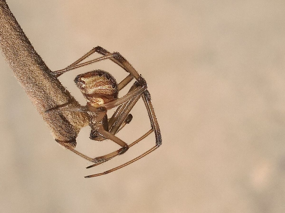 Close-up identification photo of a Brown Widow (Latrodectus geometricus), a common pest in South Florida homes and yards