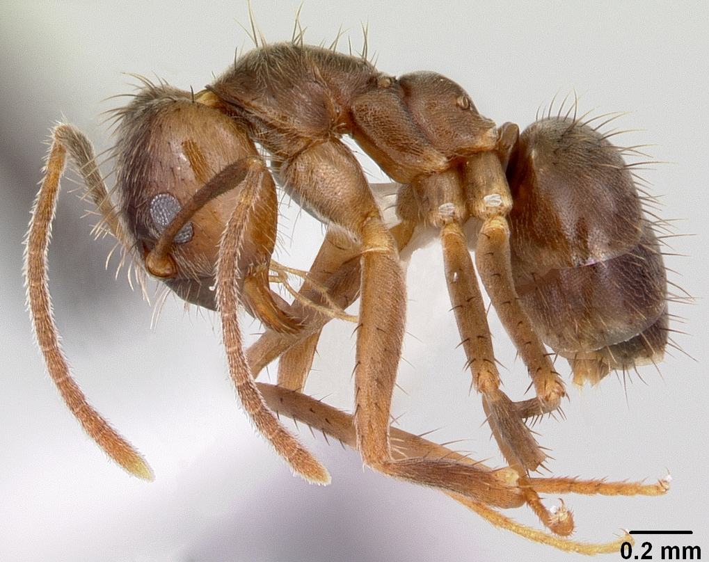 Close-up identification photo of a Caribbean Crazy Ant (Nylanderia pubens), a common pest in South Florida homes and yards