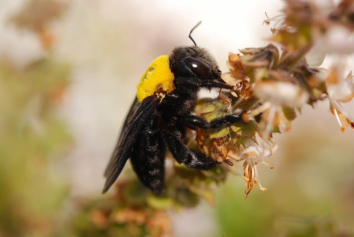 Eastern carpenter bee (Xylocopa virginica) with a fuzzy yellow thorax and shiny black abdomen on a flower