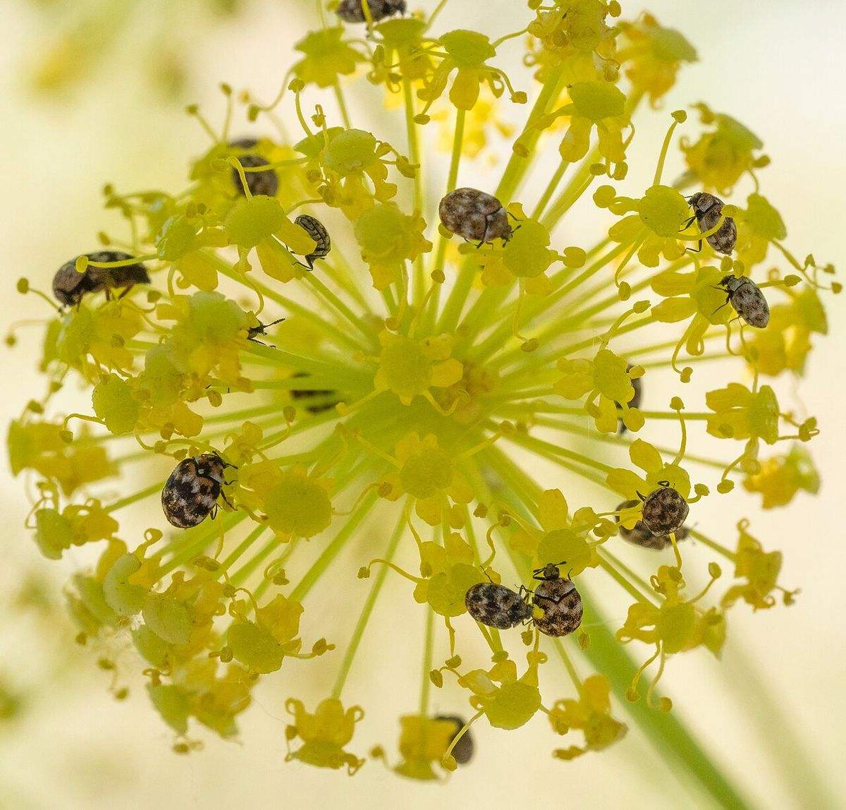 Small round varied carpet beetles (Anthrenus verbasci) with mottled patterns feeding on yellow flowers