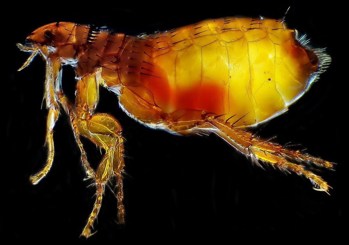 Close-up identification photo of a Cat Flea (Ctenocephalides felis), a common pest in South Florida homes and yards