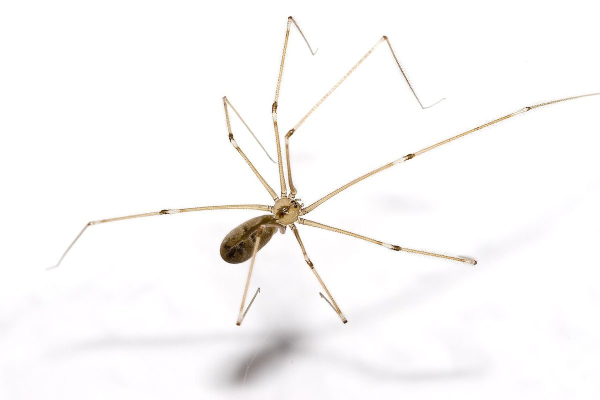 Long-bodied cellar spider (Pholcus phalangioides) with very long thin legs on a white background