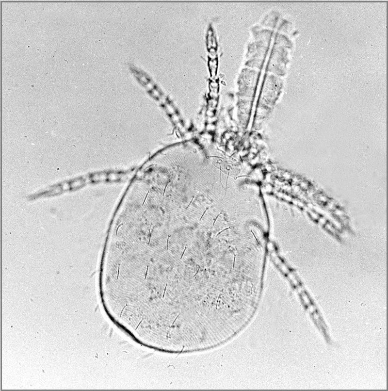 Close-up identification photo of a chiggers (family Trombiculidae), a common pest in South Florida homes and yards