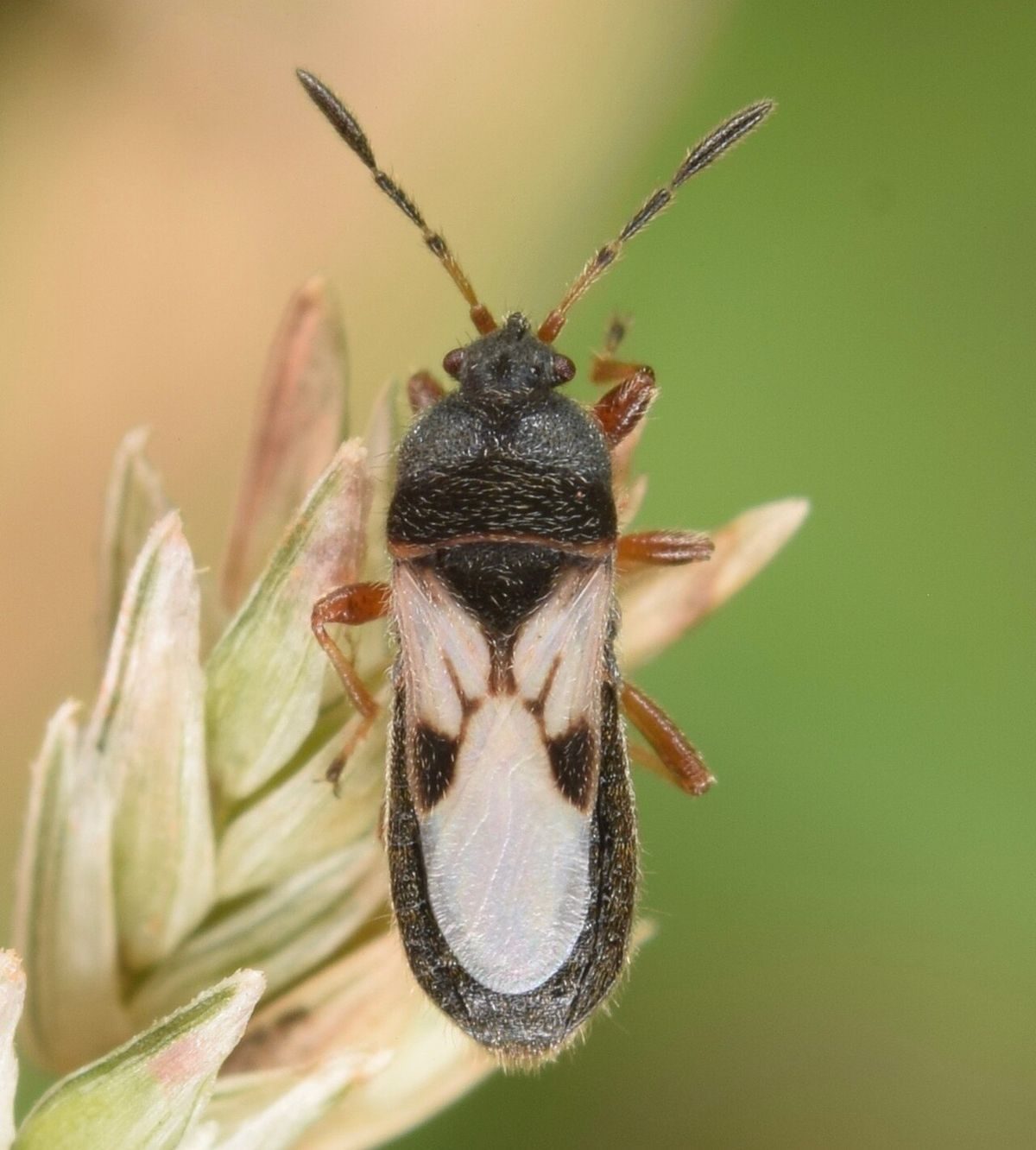 Close-up identification photo of a Southern Chinch Bug (Blissus insularis), a common pest in South Florida homes and yards
