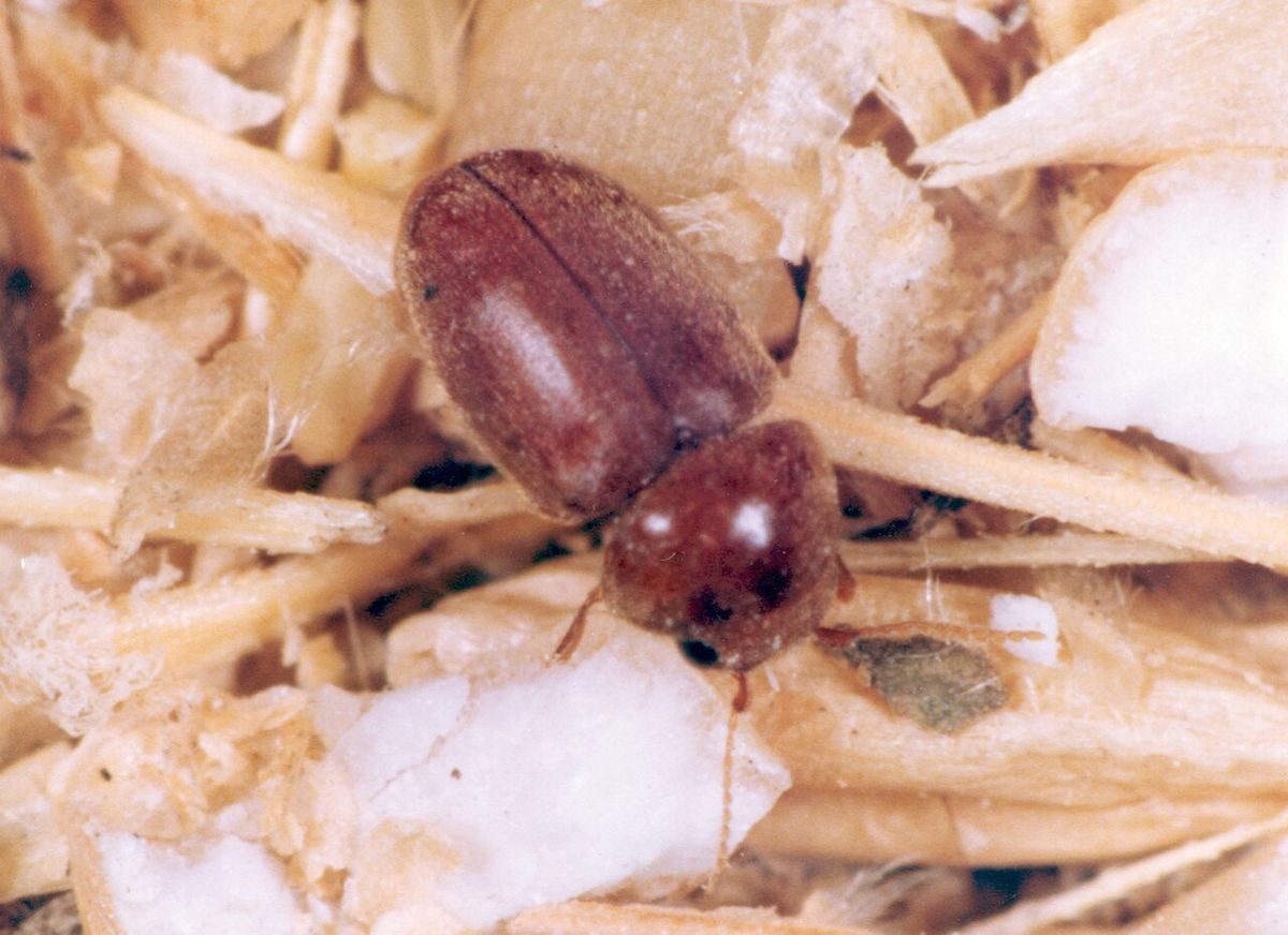 Small round light brown cigarette beetle (Lasioderma serricorne) with its head tucked under, on dried plant material