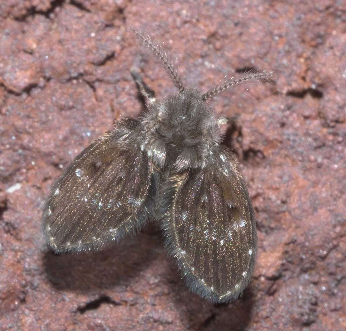Drain fly (Clogmia albipunctata) with fuzzy gray heart-shaped wings resting on a wall