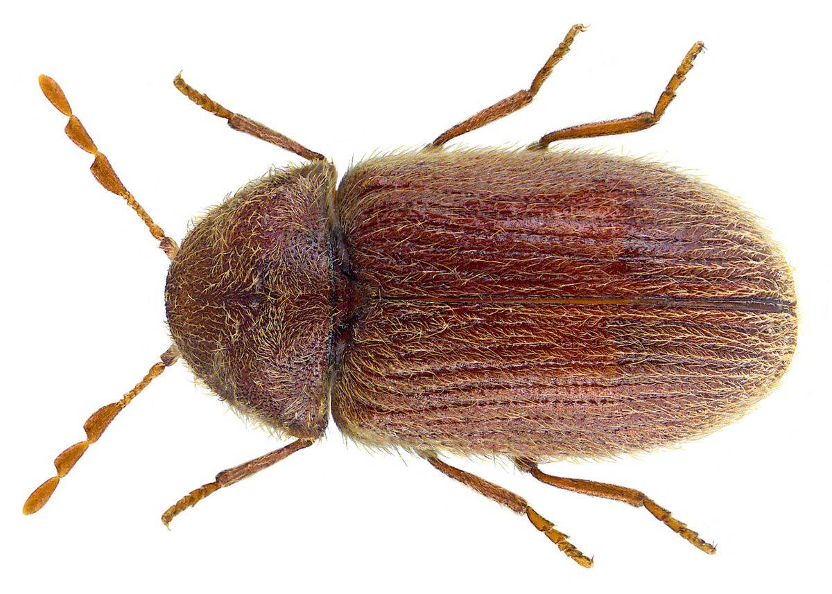 Close-up identification photo of a drugstore beetle (Stegobium paniceum), a common pest in South Florida homes and yards