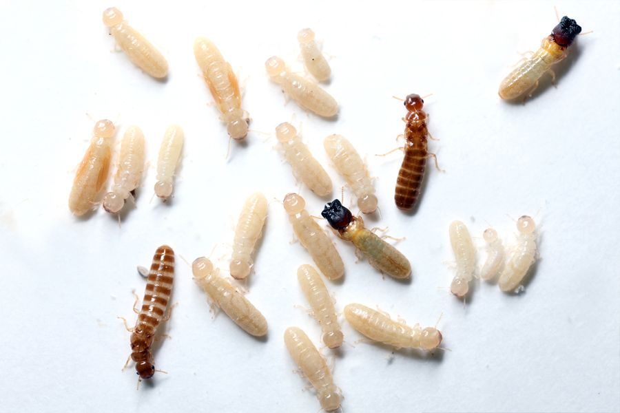 Close-up identification photo of a drywood termites (Cryptotermes brevis, Incisitermes species), a common pest in South Florida homes and yards