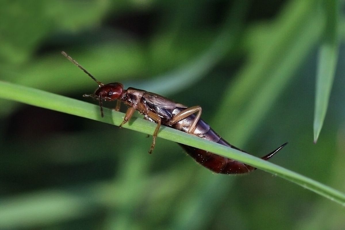 Close-up identification photo of a earwig (order Dermaptera), a common pest in South Florida homes and yards