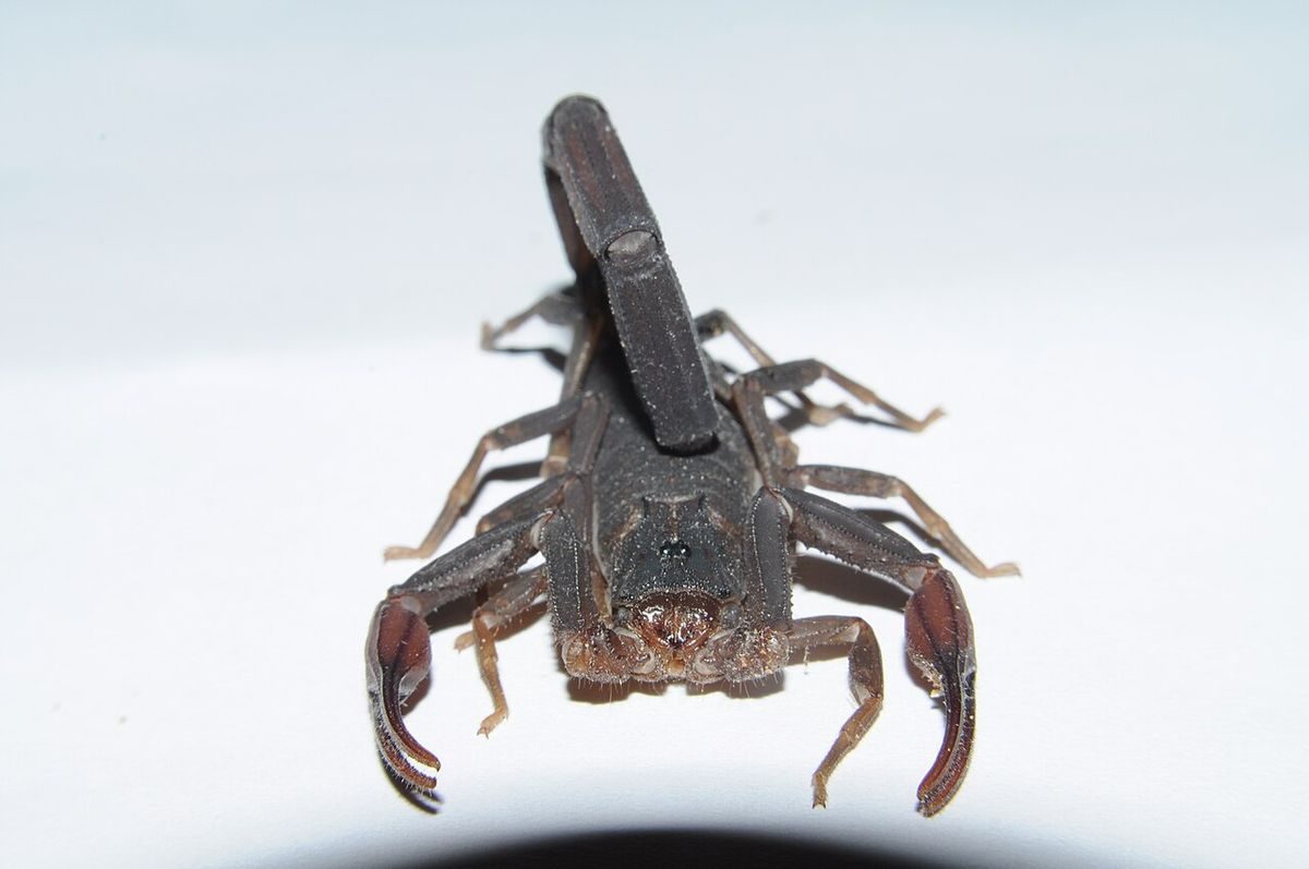 Close-up identification photo of a Florida Bark Scorpion (Centruroides gracilis), a common pest in South Florida homes and yards