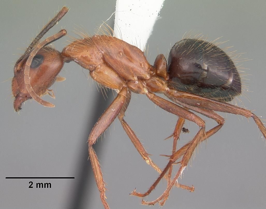 Close-up identification photo of a Florida Carpenter Ant (Camponotus floridanus), a common pest in South Florida homes and yards