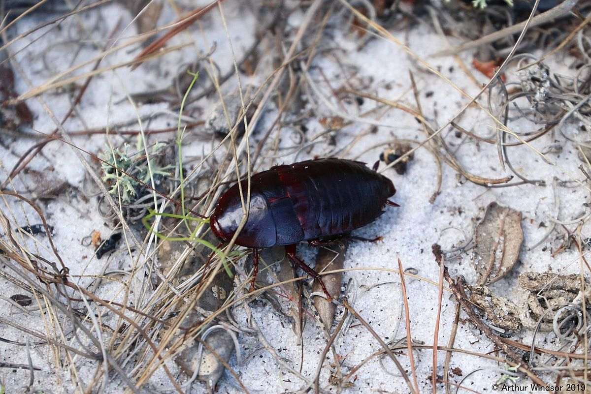 Close-up identification photo of a Florida Woods Roach (Eurycotis floridana), a common pest in South Florida homes and yards