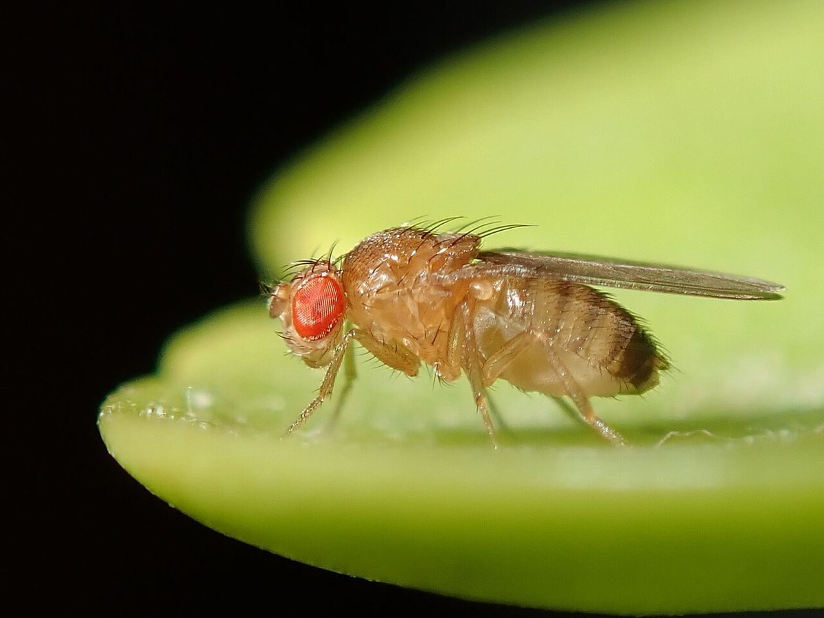 Small tan fruit fly (Drosophila melanogaster) with bright red eyes resting on a green leaf