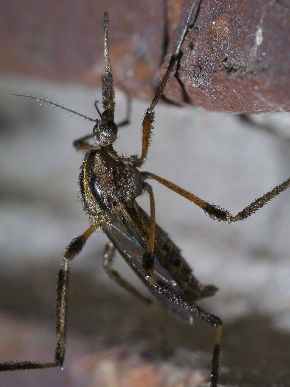Gallinipper mosquito (Psorophora ciliata), a very large mosquito with shaggy yellow-and-black banded hind legs