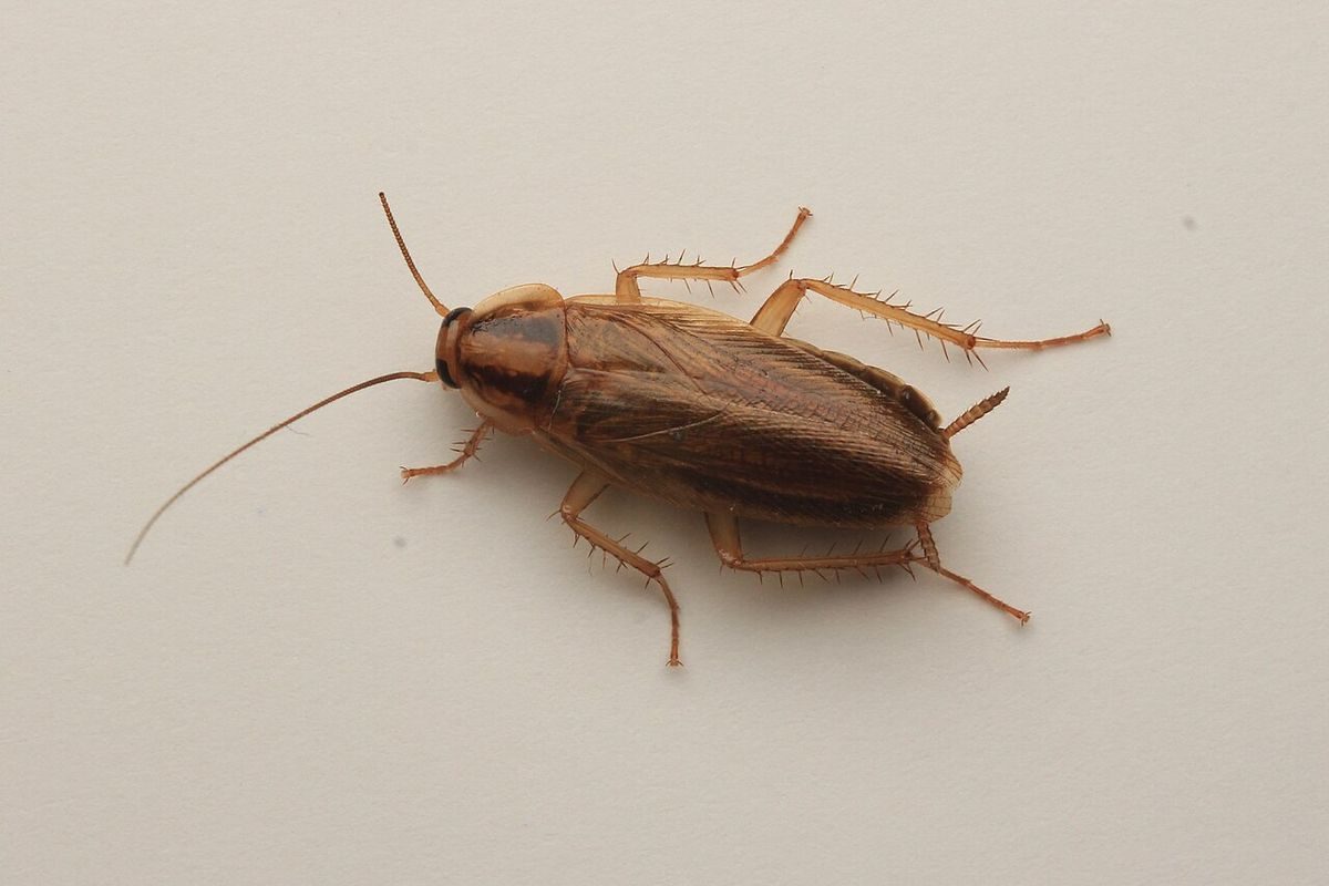 Close-up identification photo of a German Cockroach (Blattella germanica), a common pest in South Florida homes and yards