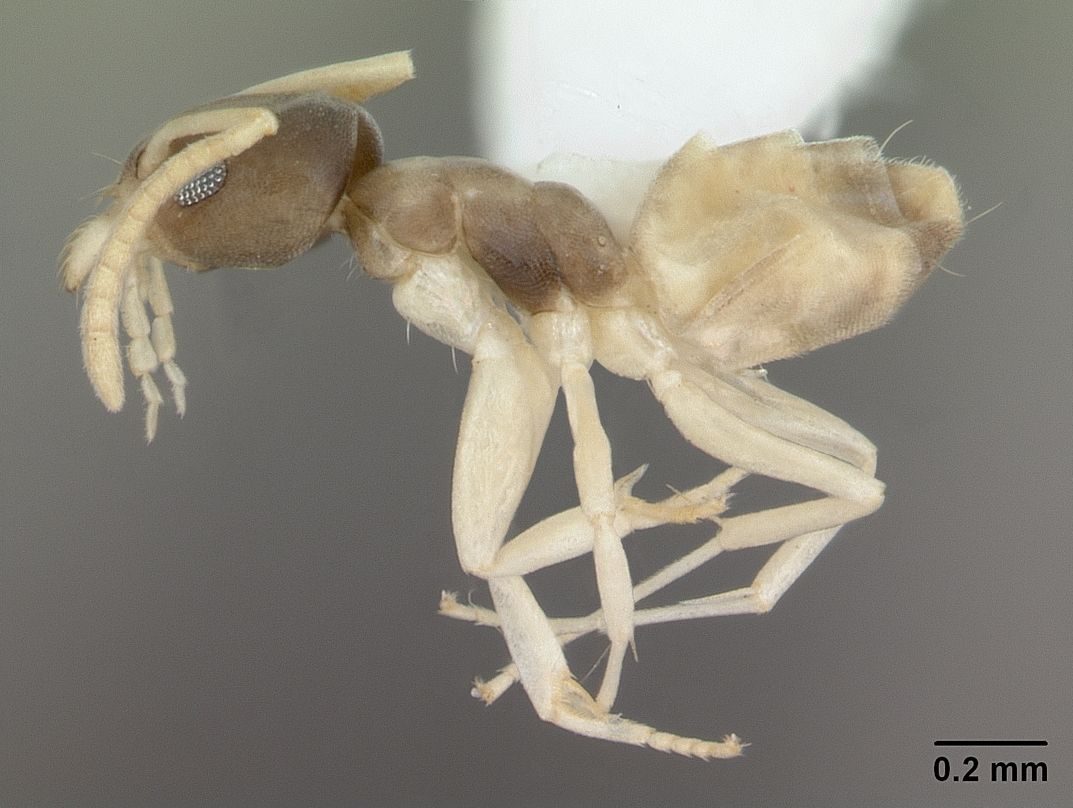 Close-up identification photo of a ghost ant (Tapinoma melanocephalum), a common pest in South Florida homes and yards