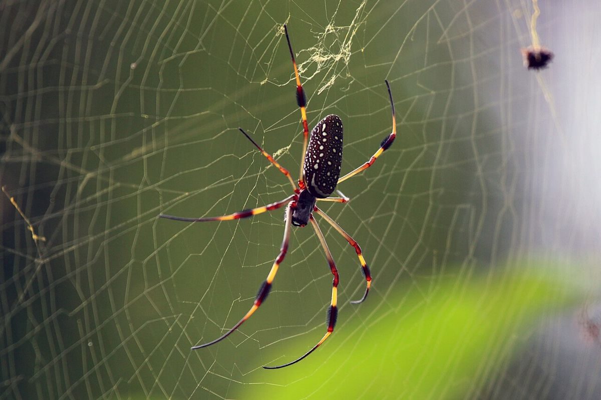 Female golden silk orb-weaver (banana spider) with a long yellow-and-brown body and feathery banded legs in its web