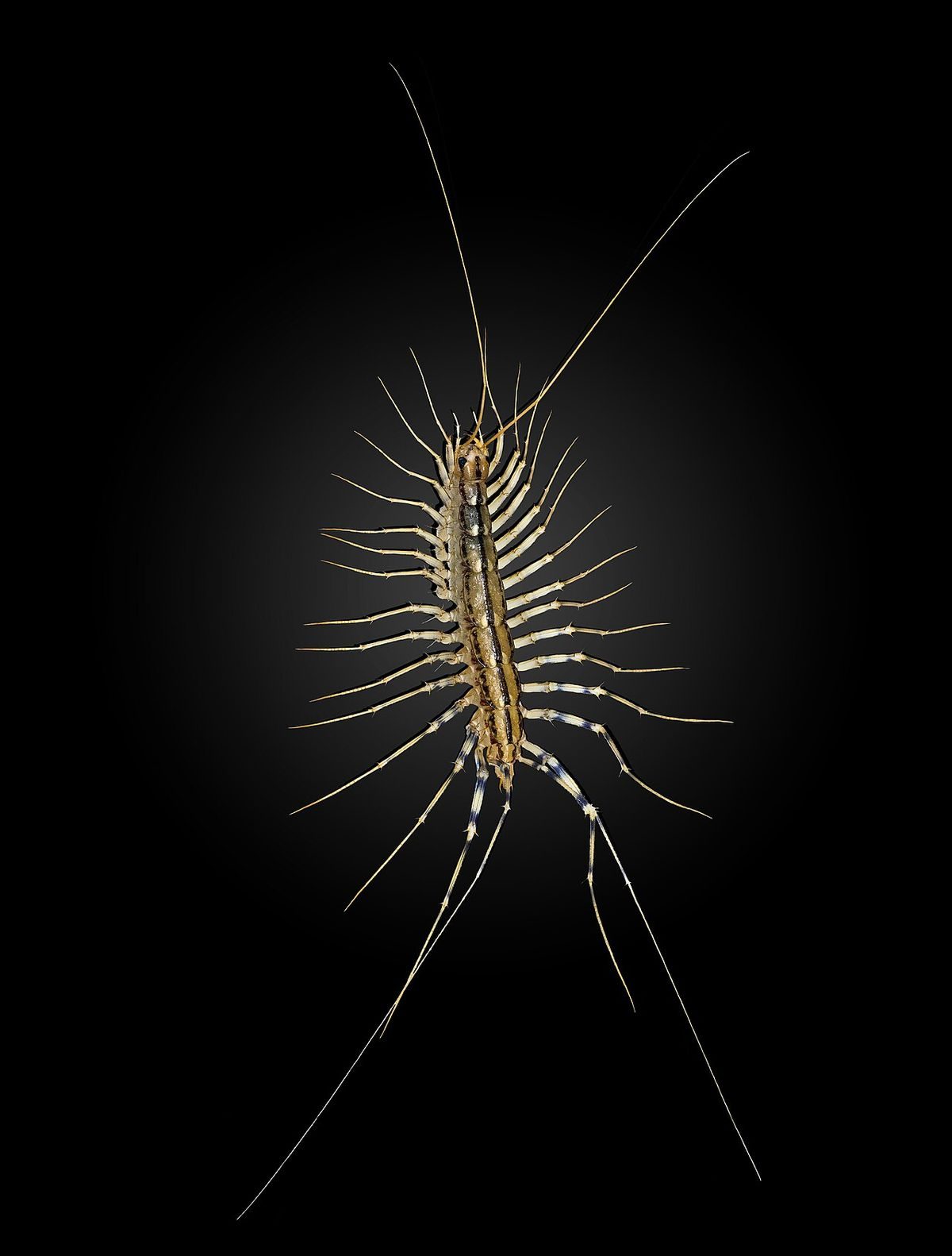 Close-up identification photo of a house centipede (Scutigera coleoptrata), a common pest in South Florida homes and yards