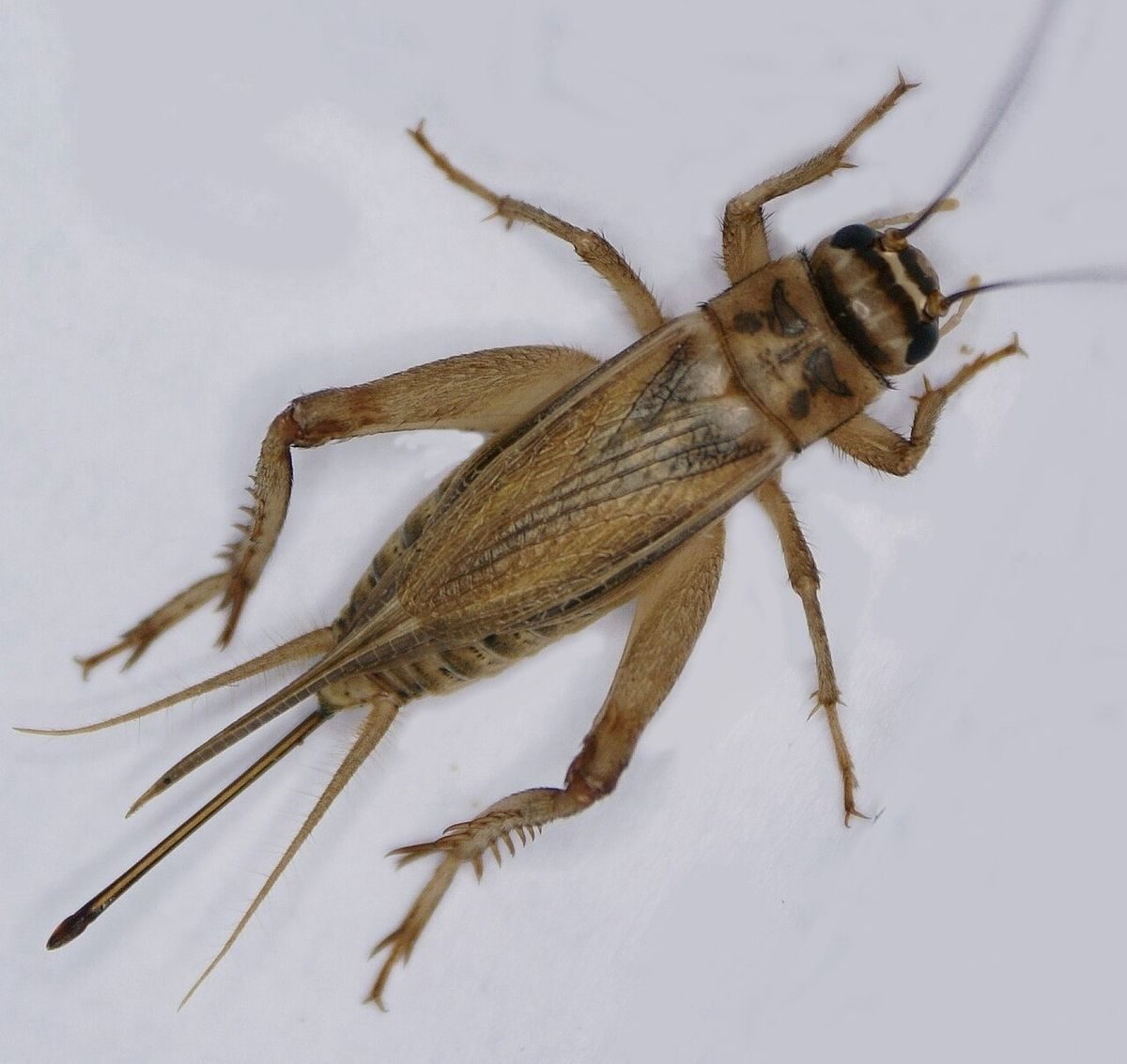 Adult house cricket (Acheta domesticus), a light tan cricket with long antennae and dark bands on the head