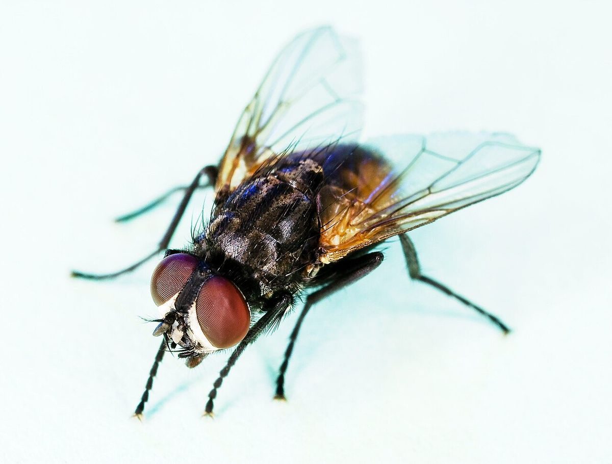 Close-up of a house fly (Musca domestica) showing red eyes, gray thorax with four dark stripes and clear wings