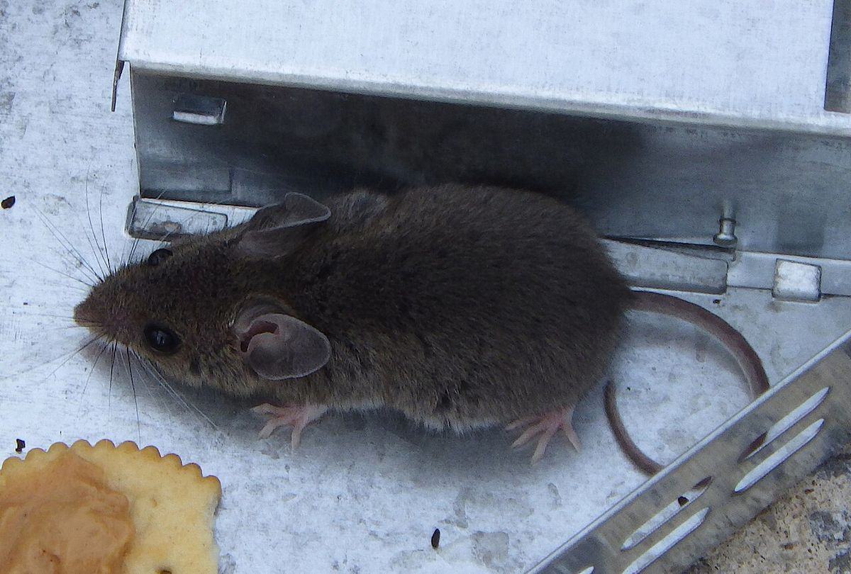 Close-up identification photo of a house mouse (Mus musculus), a common pest in South Florida homes and yards