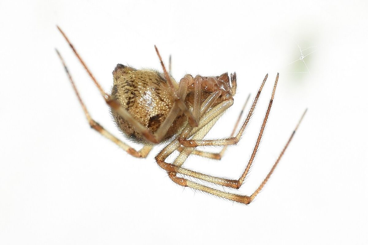 Close-up identification photo of a Common House Spider (Parasteatoda tepidariorum), a common pest in South Florida homes and yards