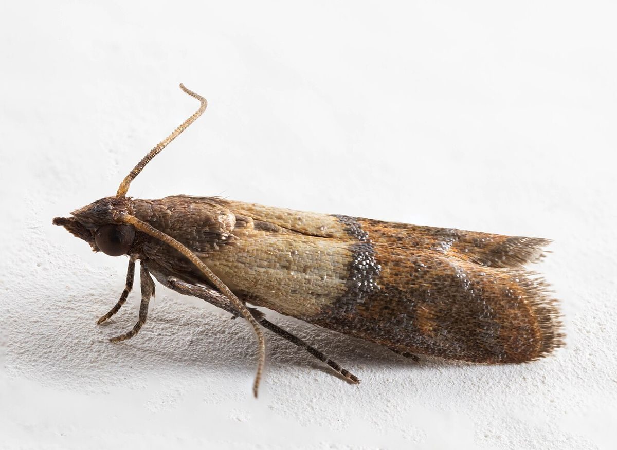Close-up identification photo of a pantry moths (Indian Meal Moth, Plodia interpunctella), a common pest in South Florida homes and yards