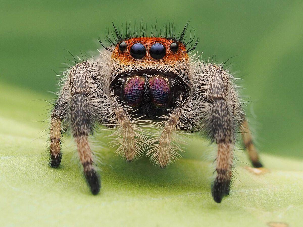 Front view of a fuzzy regal jumping spider (Phidippus regius) showing its large forward-facing eyes