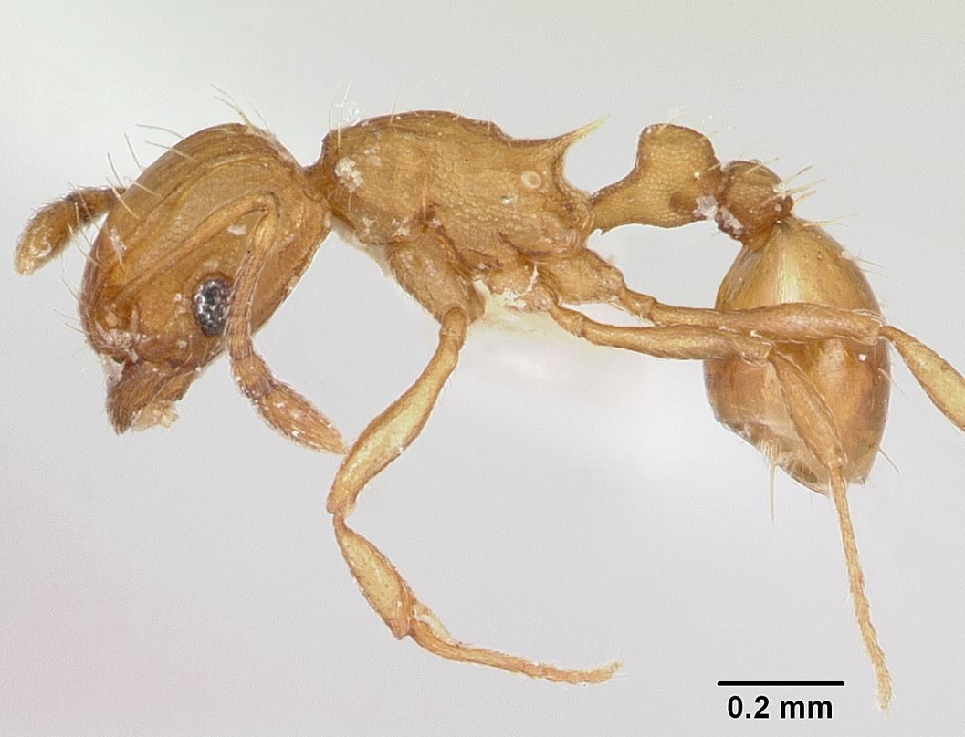 Side view of a little fire ant worker (Wasmannia auropunctata), a tiny golden-orange ant, under magnification