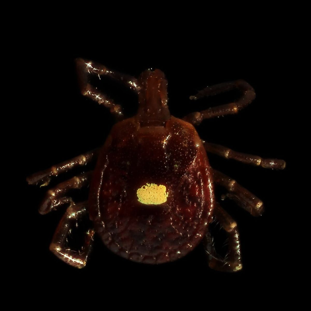 Adult female lone star tick (Amblyomma americanum), a reddish-brown tick with one white spot in the middle of its back