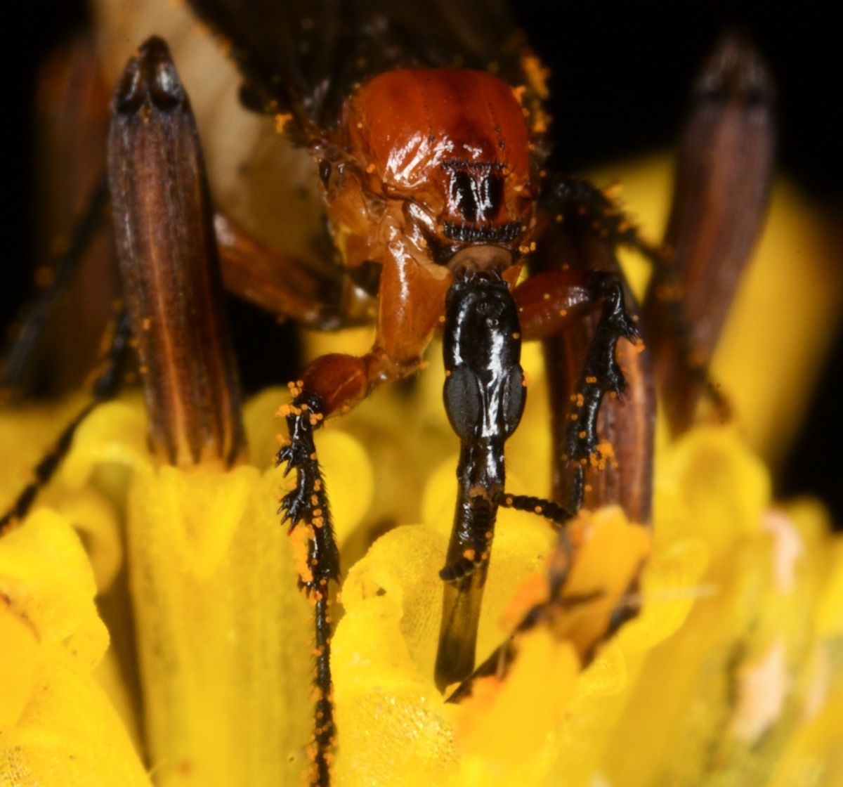 Lovebug (Plecia nearctica), a small black fly with a red-orange thorax, resting on a yellow flower