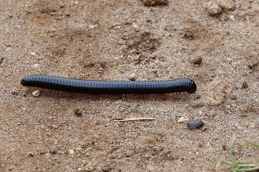 Close-up identification photo of a millipede (class Diplopoda), a common pest in South Florida homes and yards