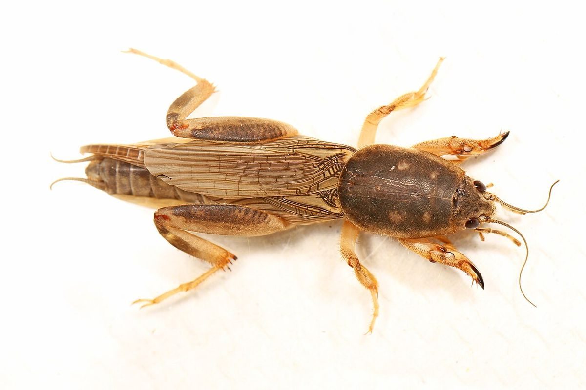Close-up identification photo of a mole crickets (Neoscapteriscus species), a common pest in South Florida homes and yards