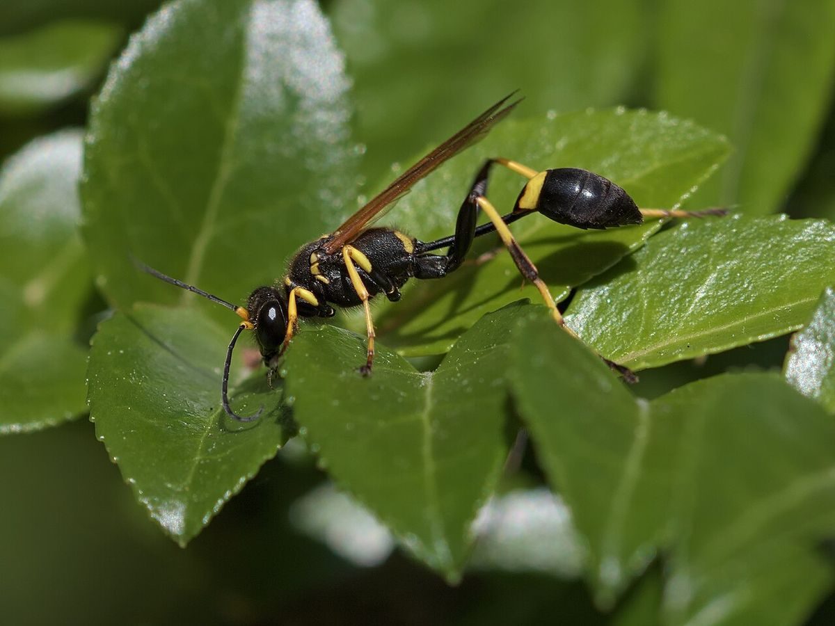 Black-and-yellow mud dauber wasp (Sceliphron caementarium) with a long thread-thin waist resting on a leaf