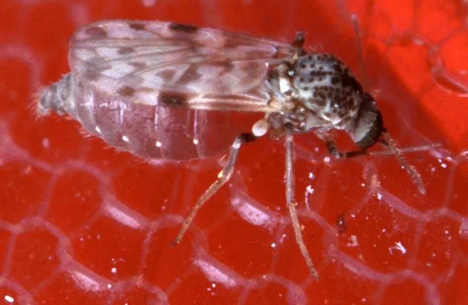 Close-up identification photo of a no-see-ums (Biting Midges, Culicoides species), a common pest in South Florida homes and yards
